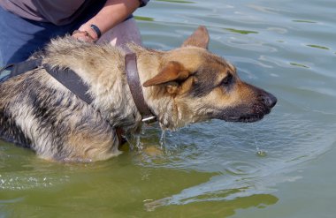 Alman çoban köpeği ve su