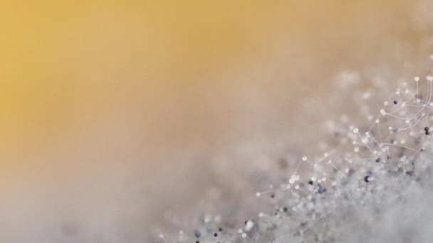 macro de moisissure 