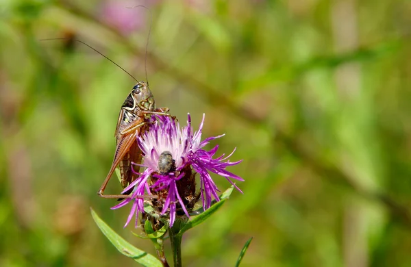 Grasshopper em cardo roxo — Fotografia de Stock