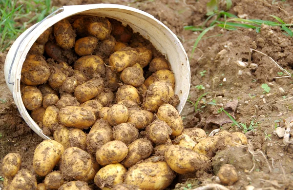 Potatoes in a bucket — Stock Photo, Image