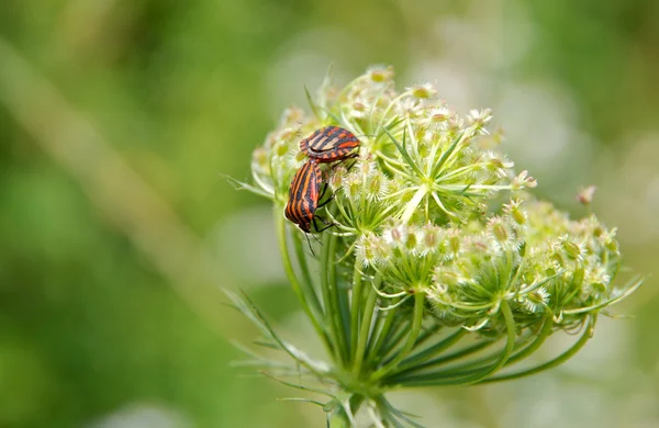 Minstrel Bugs (Graphosoma lineatum) — Stock Photo, Image