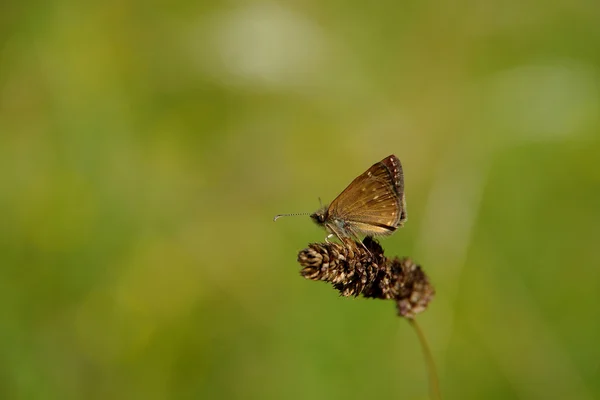 Motyl — Zdjęcie stockowe