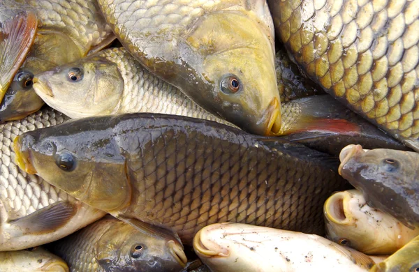 Colheita de peixes na lagoa — Fotografia de Stock