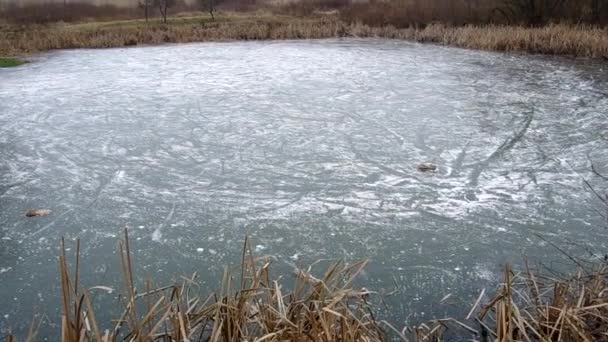 Frozen pond — Stock Video