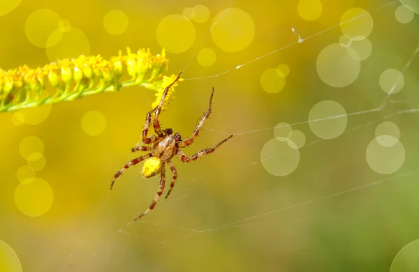 Araña en una tela de araña — Foto de Stock