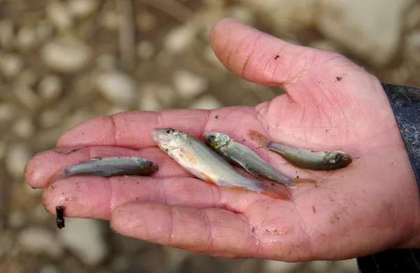 Four small fish in hand