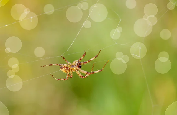 Spinne auf einem Spinnennetz — Stockfoto