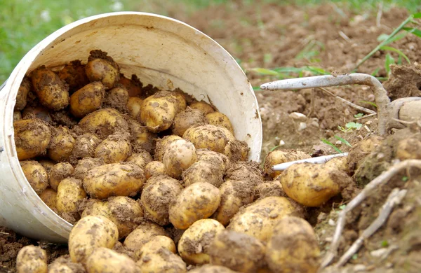 Potatoes in a bucket — Stock Photo, Image