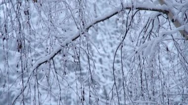 Kar yağışı ve karlı ağaç