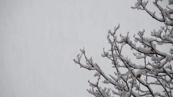 Snowfall and snowy tree — Stock Video