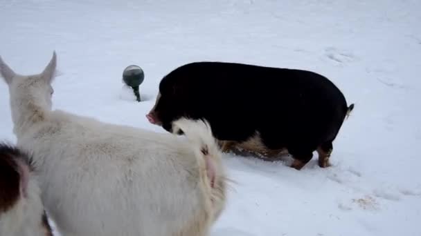 Cerdos y cabras en la nieve — Vídeo de stock