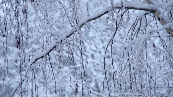 Snöfall och snowy tree — Stockvideo