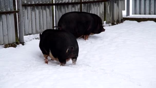 Две вьетнамские свиньи в снегу — стоковое видео