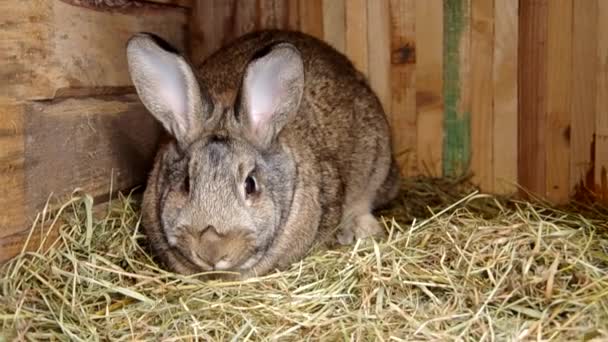 Kaninchen im Käfig — Stockvideo