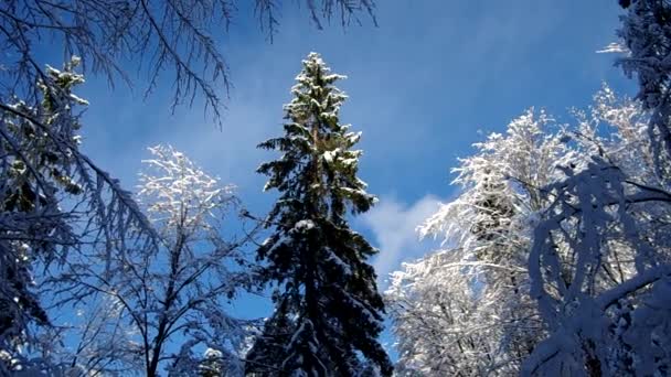 Drzewa pokryte śniegiem w zimie — Wideo stockowe