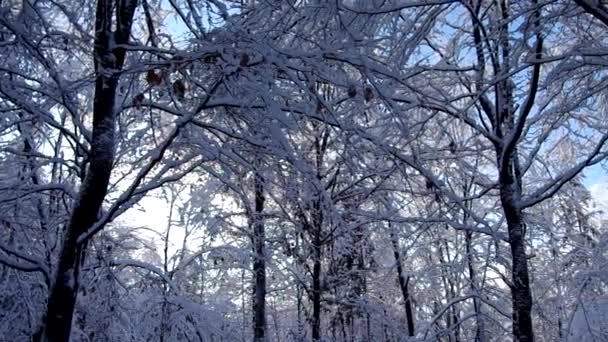 Floresta nevada — Vídeo de Stock