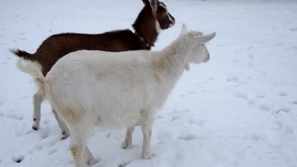 Ziegen und Hund im Schnee — Stockvideo