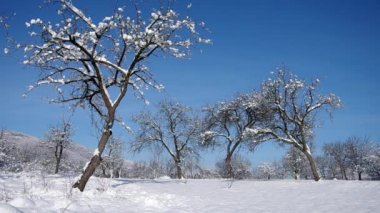 Karlı ağaçlar meyve