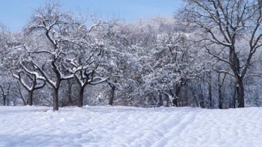 Karlı ağaçlar meyve