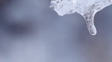 Frost'un üzerinde bir ağaç dalı