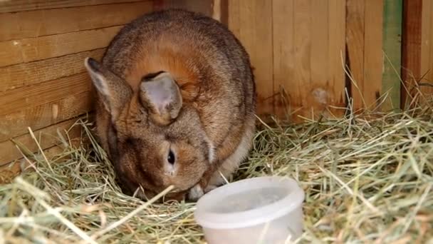 Kaniner i buren — Stockvideo