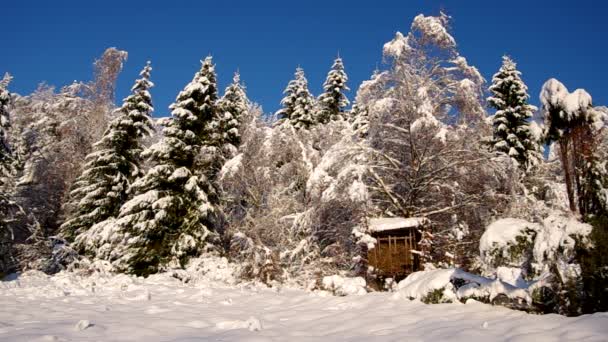 Bosque cubierto de nieve — Vídeo de stock