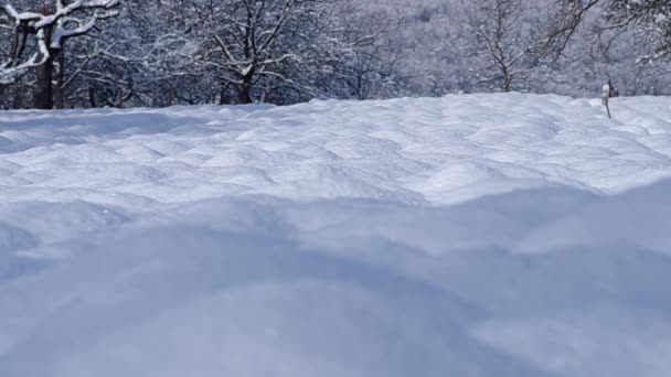 Snöiga plöjt fält — Stockvideo