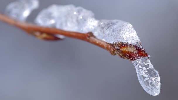 Frost auf einem Ast — Stockvideo