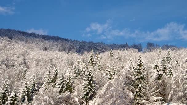 Ліс вкритий снігом — стокове відео