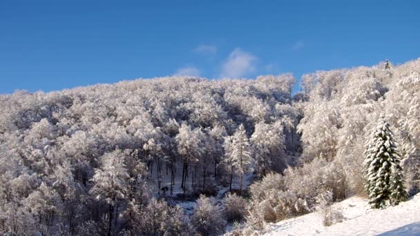 Wald mit Schnee bedeckt — Stockvideo