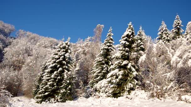 被雪覆盖的森林 — 图库视频影像