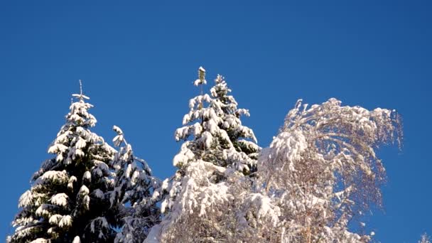 Skog täckt med snö — Stockvideo