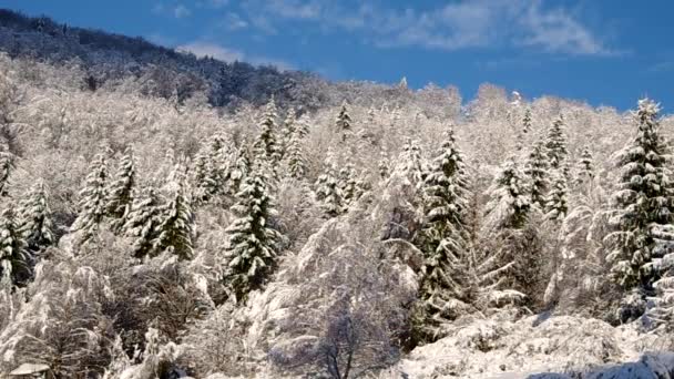 Bosque cubierto de nieve — Vídeos de Stock