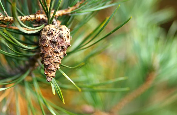 Kegel op een naaldboom — Stockfoto