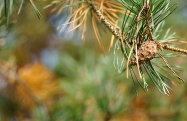 Çam ağacı üzerinde koni 