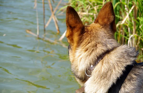 German Shepherd Dog — Stock Photo, Image