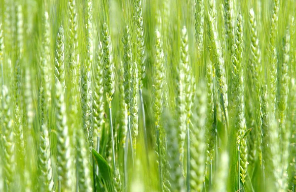 Wheat field in the wind — Stock Photo, Image