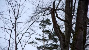 ağaçlarda esen rüzgar