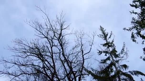 Ağaçlarda esen rüzgar — Stok video