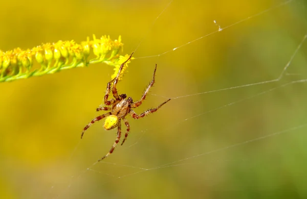 Spin op een spinnenweb — Stockfoto