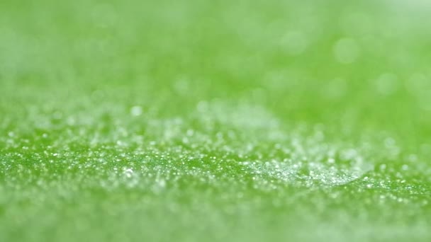 Gotas de agua en hoja verde — Vídeos de Stock