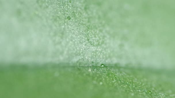 Σταγόνες νερού σε πράσινο φύλλο — Αρχείο Βίντεο