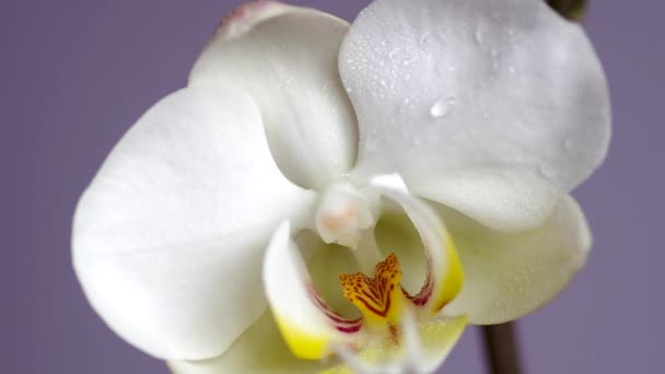 Biały kwiat orchidei — Wideo stockowe
