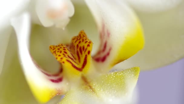 Witte orchidee bloem — Stockvideo