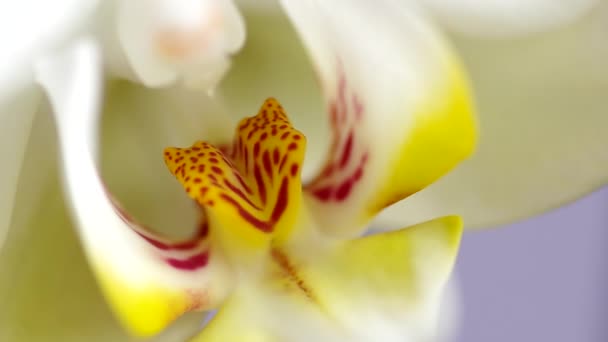 Witte orchidee bloem — Stockvideo