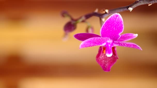 Růžová orchidej květiny — Stock video