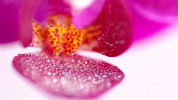 Pembe orkide çiçeği. — Stok video