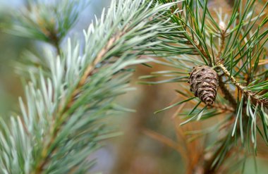 Çam ağacı üzerinde koni 