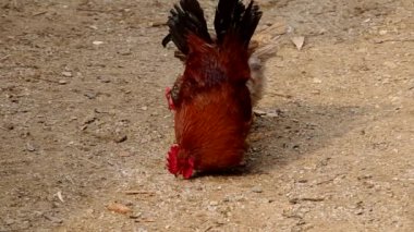 Tavukları bir evin avluda