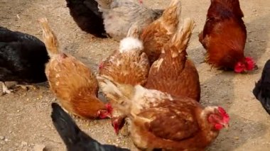 Tavukları bir evin avluda